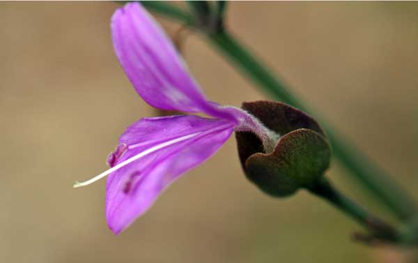 Dicliptera resupinata, Arizona Foldwing, Southwest Desert Flora Dicliptera resupinata, Arizona Foldwing, Southwest Desert Flora